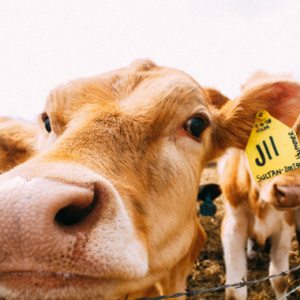 shop-beef