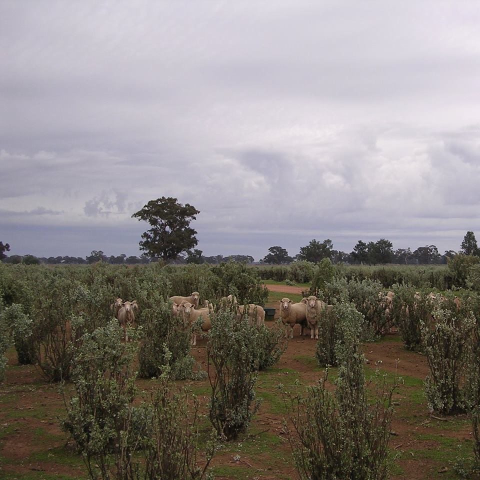 Saltbush Lamb