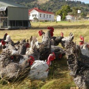 Sommerlad Roosters