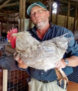 buy sommerlad roosters