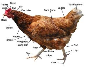 chicken cuts
