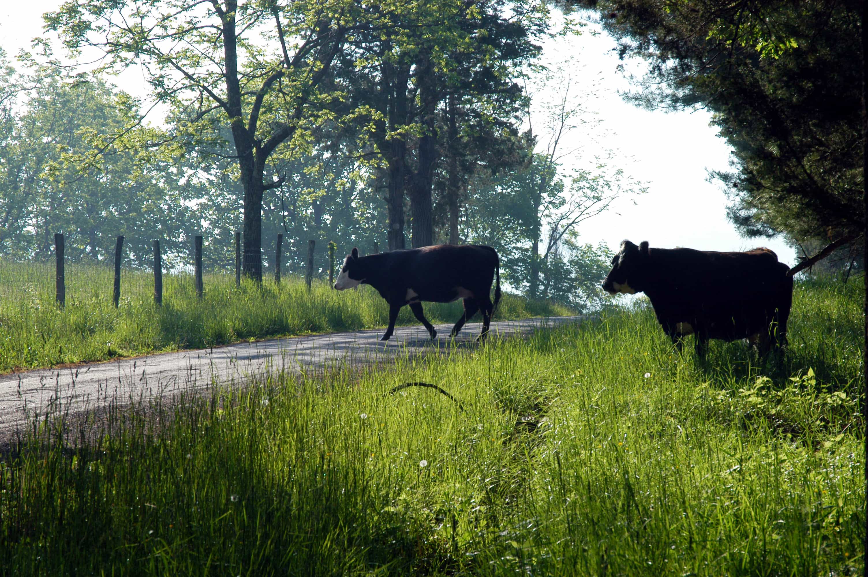 Pasture Raised Beef