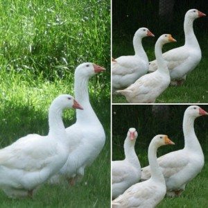Pastured Goose Hand Sourced
