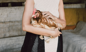 Chook