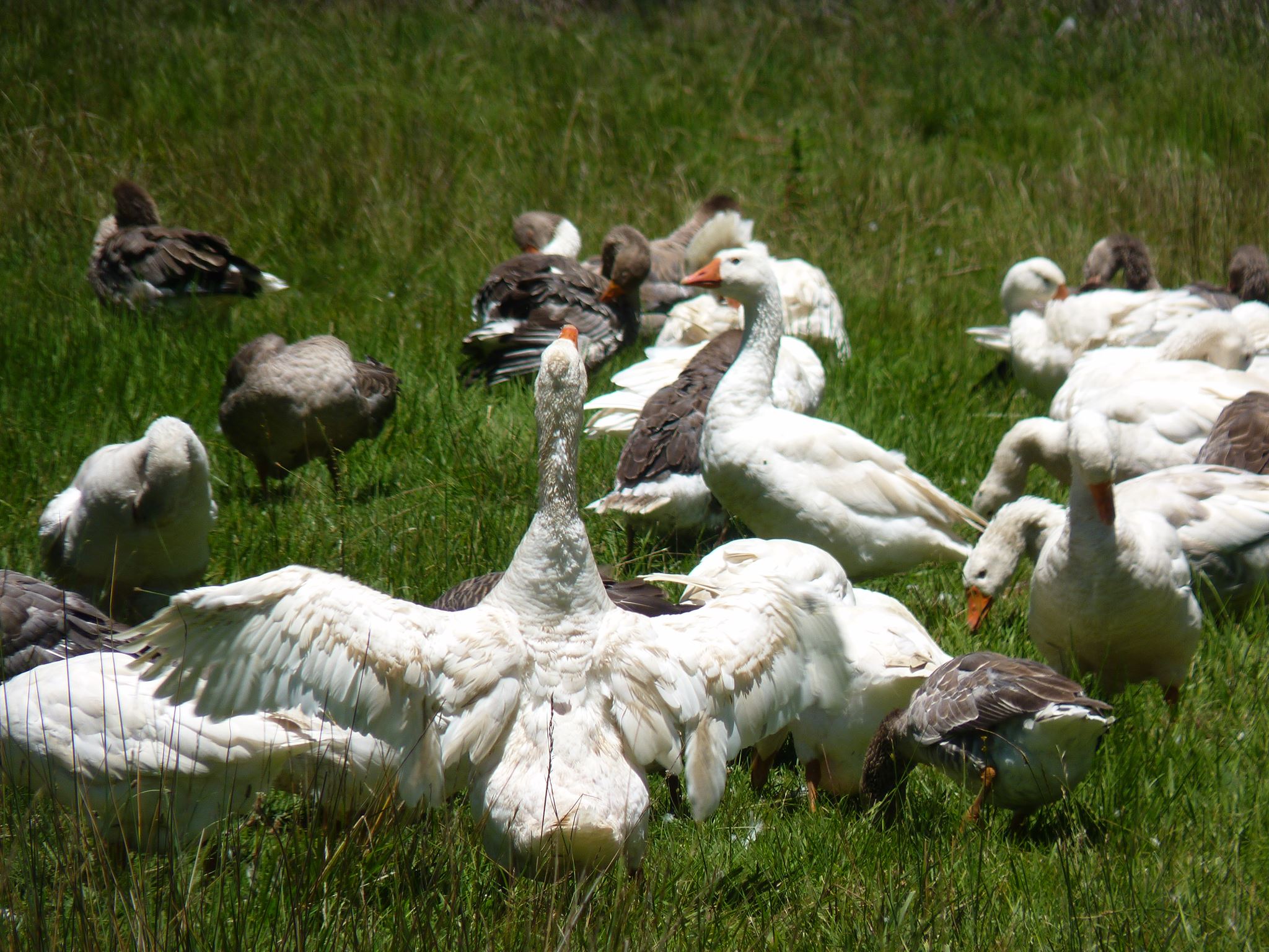 Pastured Poultry