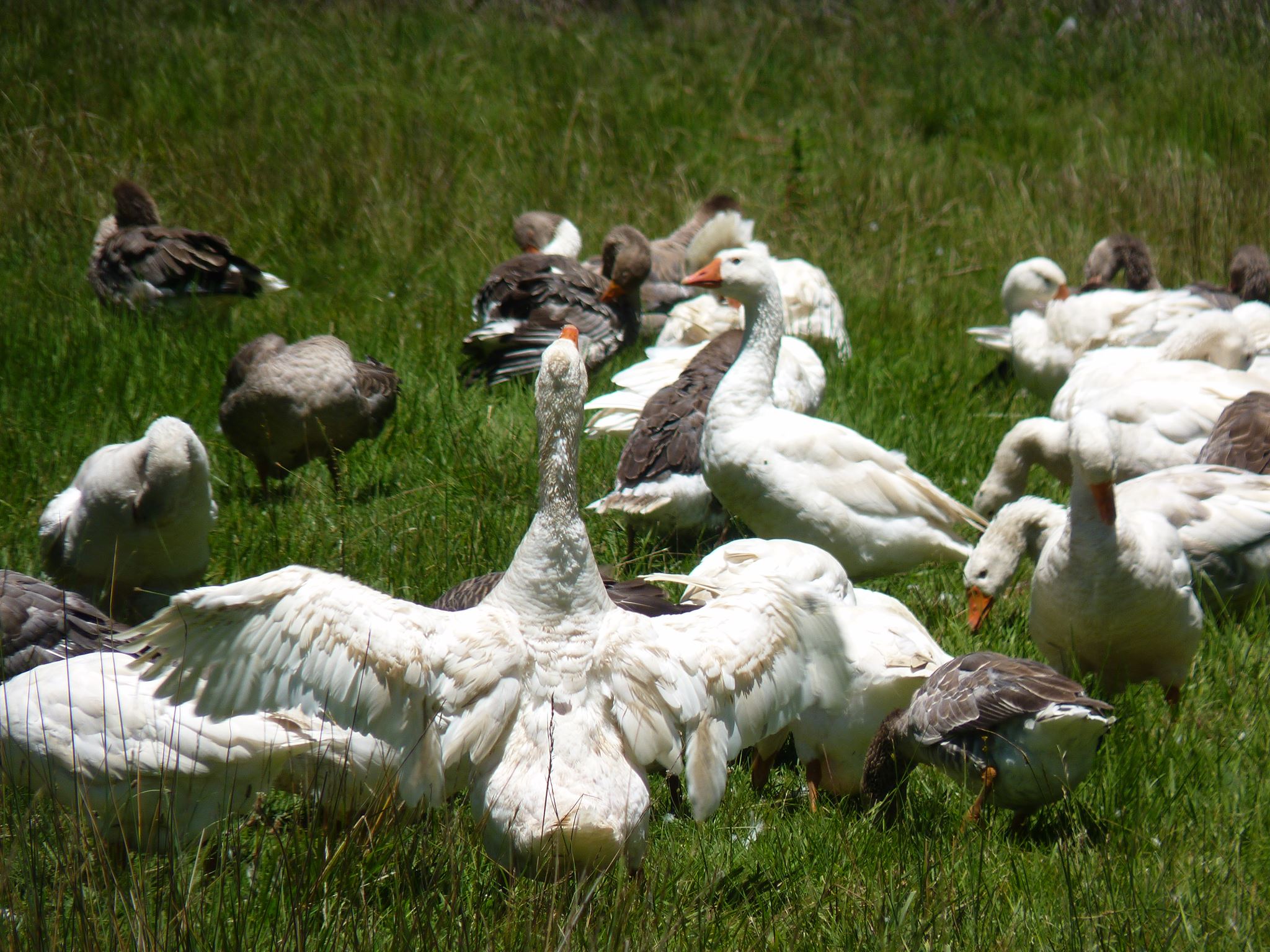 Pastured Poultry