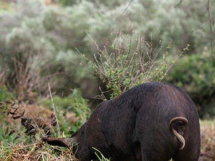 emperors pork hand sourced