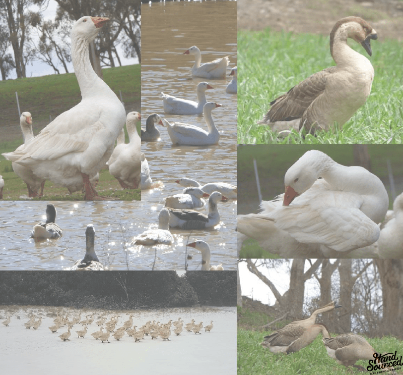 Muscovy Duck Hand Sourced