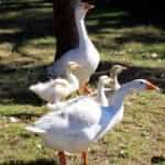 Embden Cross Geese