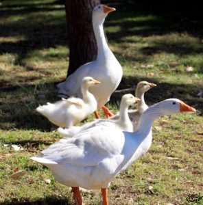 Ebden Cross Geese Hand Sourced