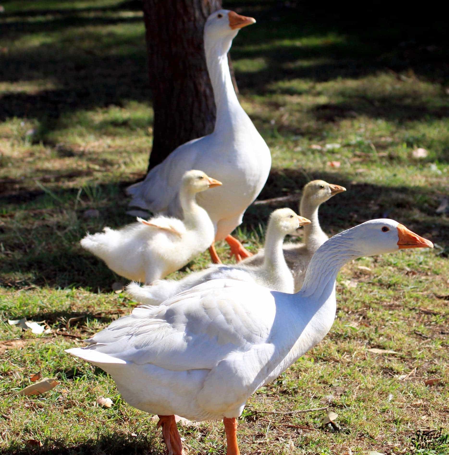 Ebden Cross Geese Hand Sourced