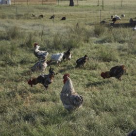 A group of Sommerlad heritage chickens grazing in a pasture Poultry