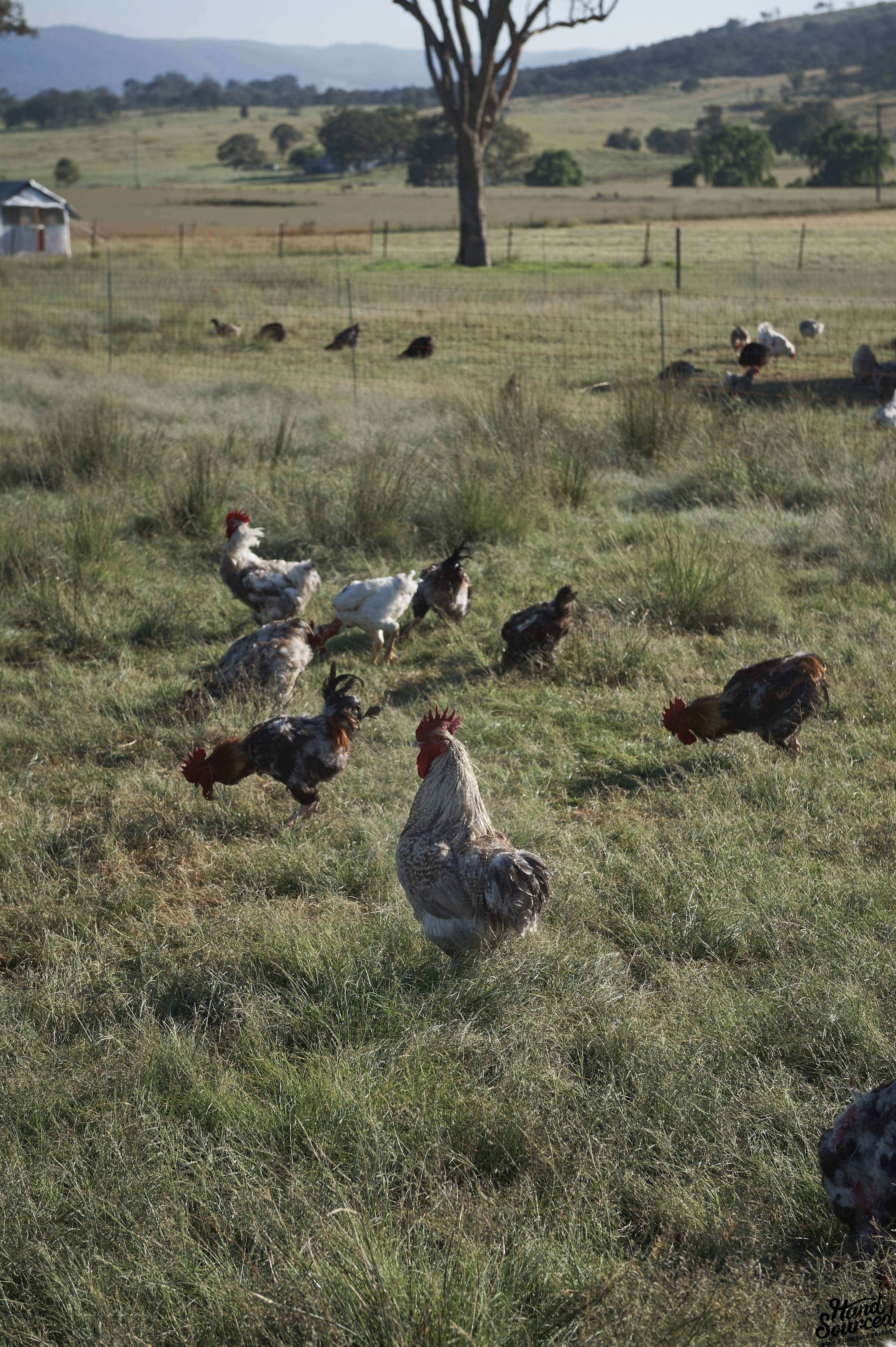 A group of Sommerlad heritage chickens grazing in a pasture Poultry