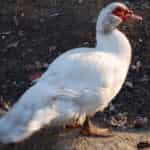 Giant Muscovy Duck
