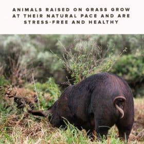 Free Range Pigs Grazing in a Field