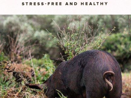 Wuuluman regenerative pasture-raised pork – heritage pigs on pasture