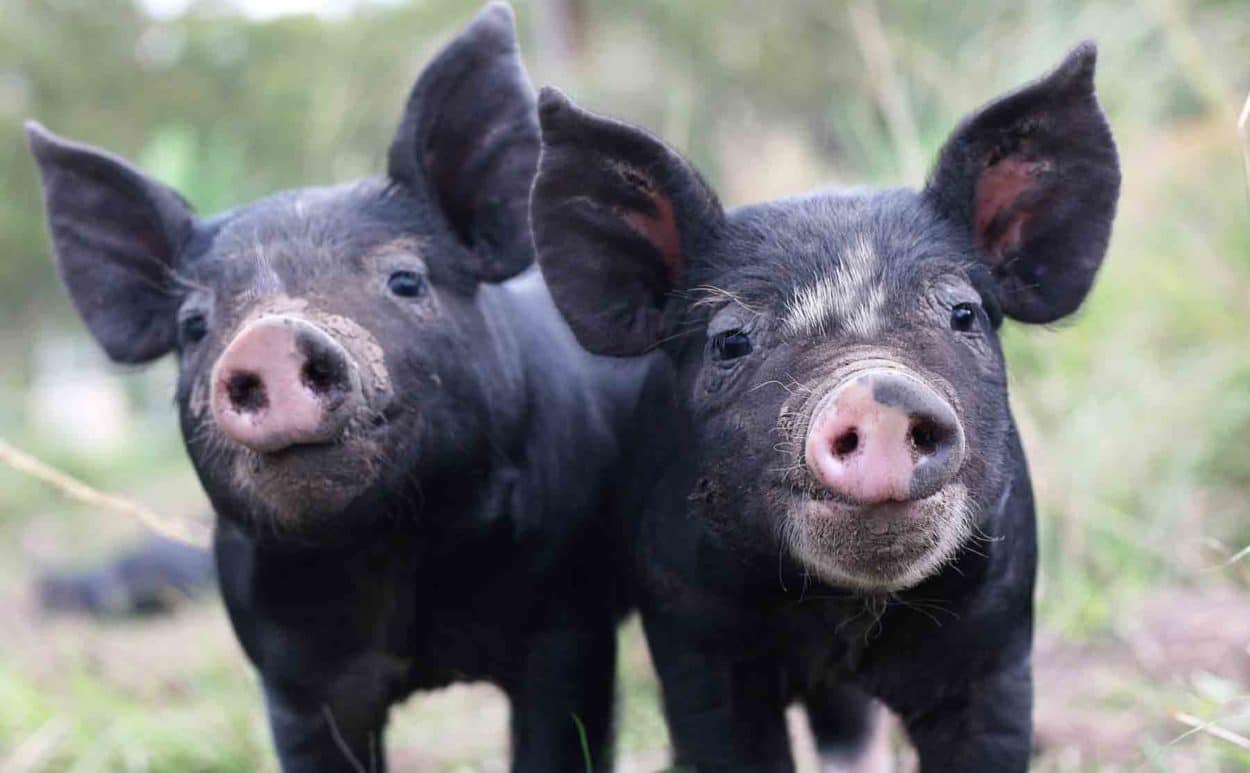 Pure Pig Blood Berkshire Black heritage Hand Sourced