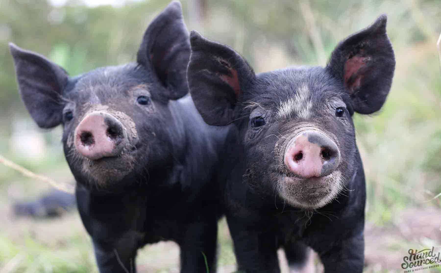 Buy Berkshire Pork Brisbane