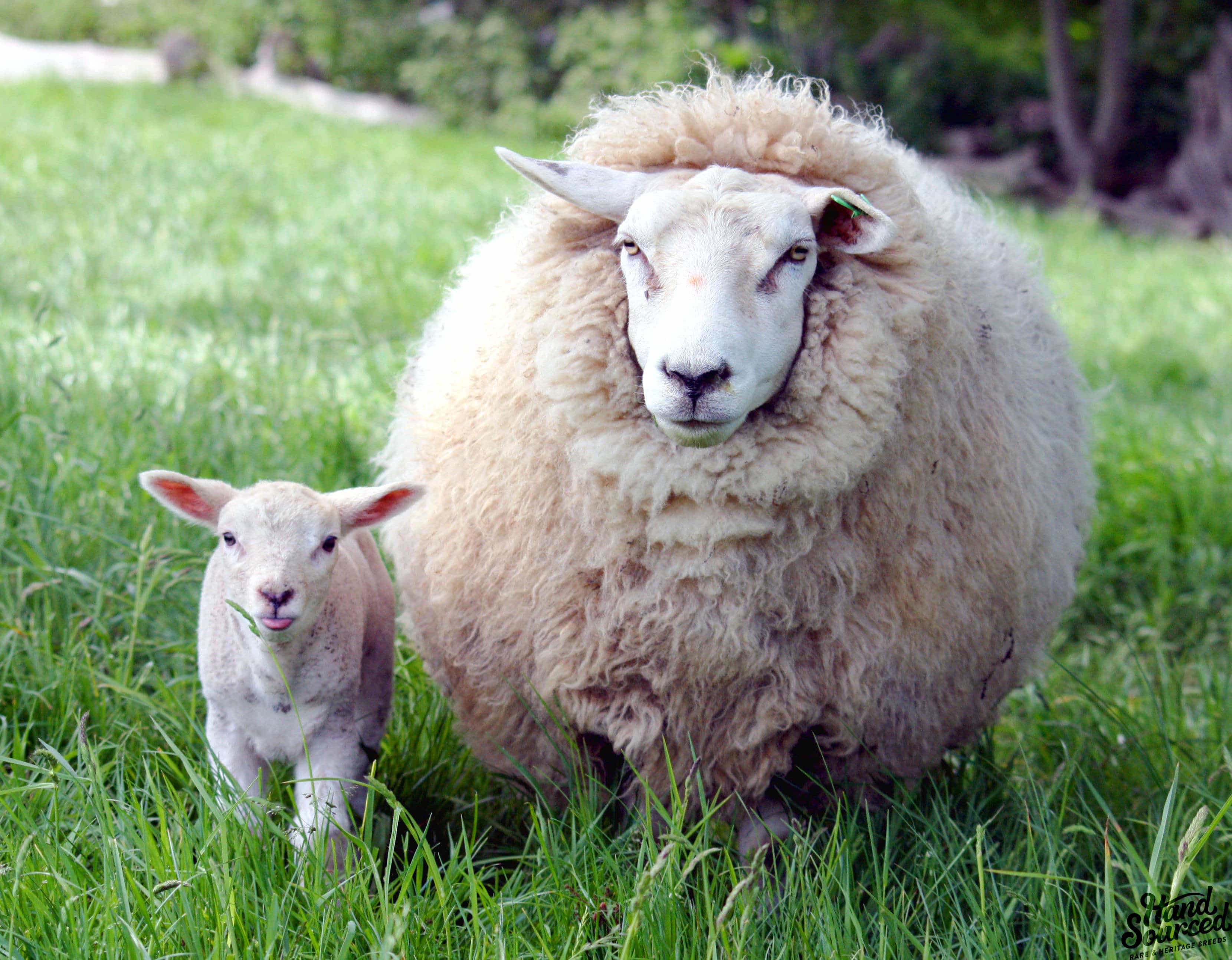 Lamb, Hogget, and Mutton