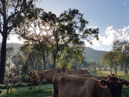 Hand Sourced offers premium grass-fed beef from happy cows that graze on lush paddocks