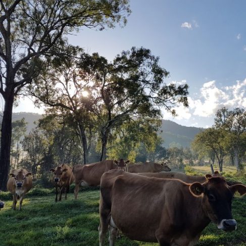 Hand Sourced offers premium grass-fed beef from happy cows that graze on lush paddocks