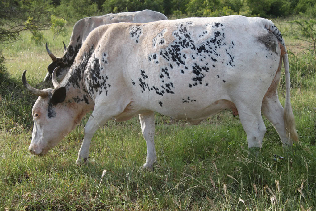 Nguni Beef