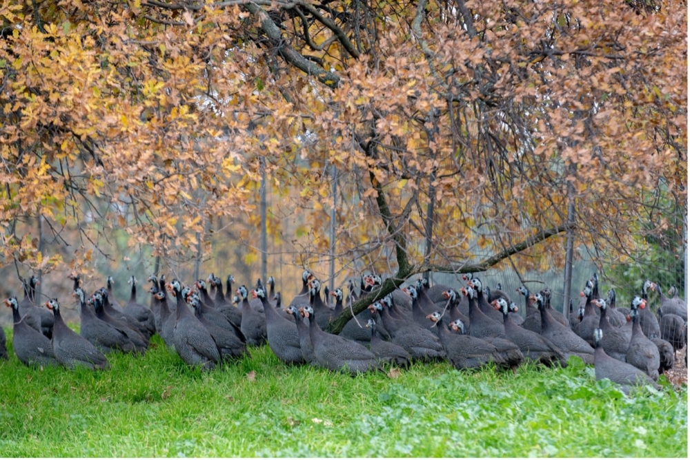Guinea Fowl
