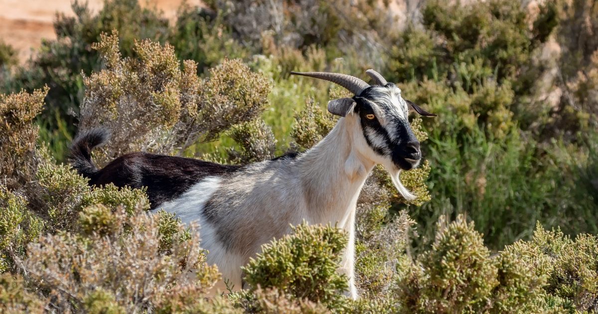 Wild Harvested Goat