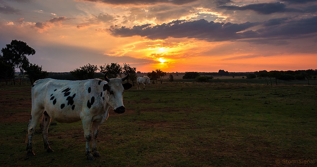 Grass Fed Regenerative Beef