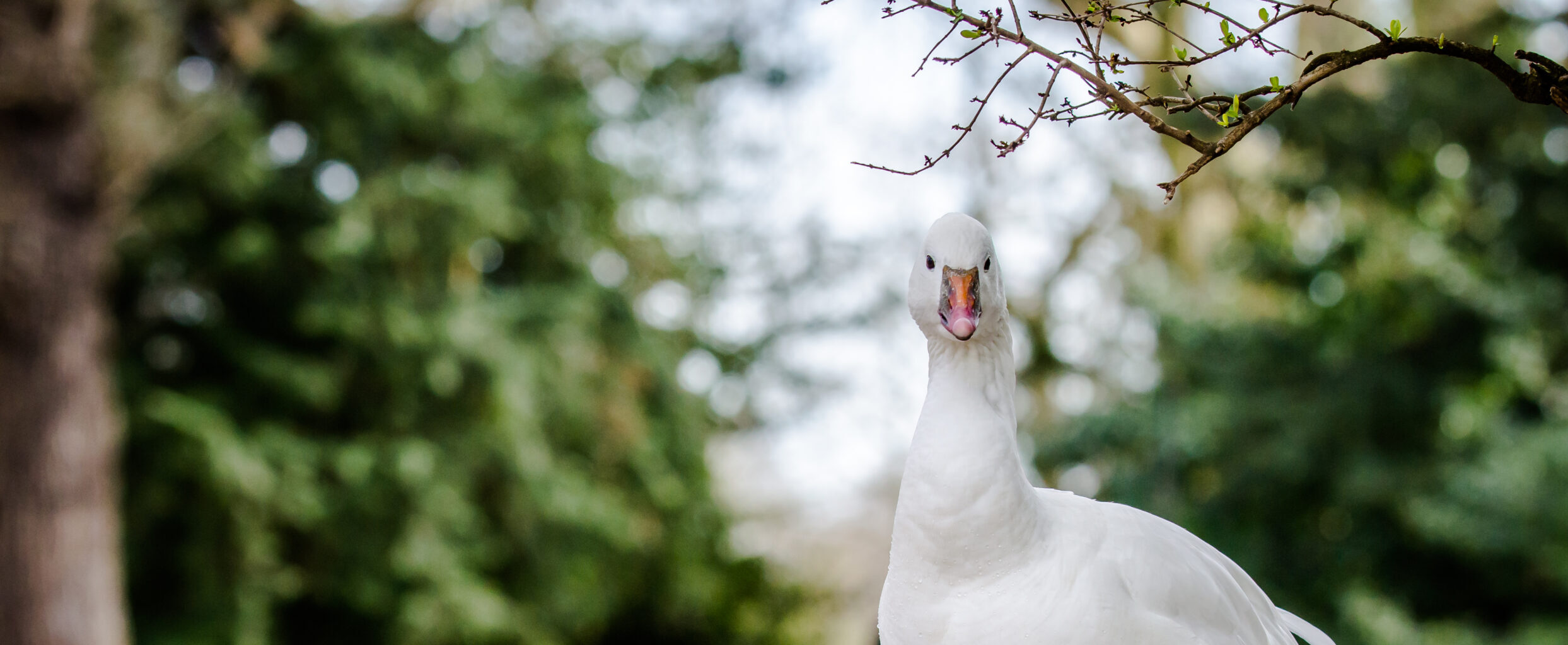 Goose