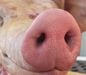 Wuuluman regenerative pork snouts (noses)